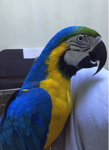 Macaw Tamed